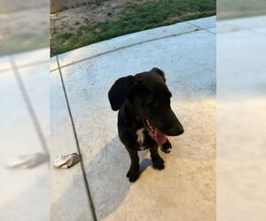 Kylie - Female Labrador Retriever-Unknown Mix Dog for Adoption - Photo #8