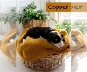 Bernedoodle-Poodle (Standard) Mix Puppy for sale in MENIFEE, CA, USA