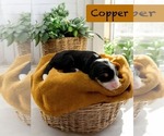 Image preview for Ad Listing. Nickname: Copper