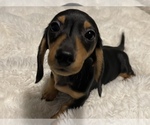 Small Photo #3 Dachshund Puppy For Sale in SELAH, WA, USA
