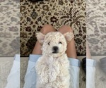 Small Photo #63 Bichpoo Puppy For Sale in NORTH PORT, FL, USA