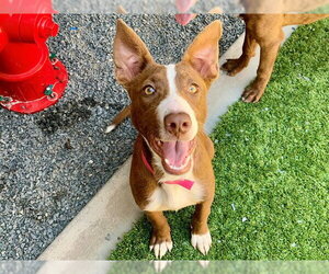Border Collie Dogs for adoption in Moreno Valley, CA, USA