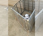 Puppy Dot F3 Dalmatian