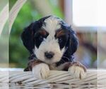 Small Photo #2 Miniature Bernedoodle Puppy For Sale in LITITZ, PA, USA