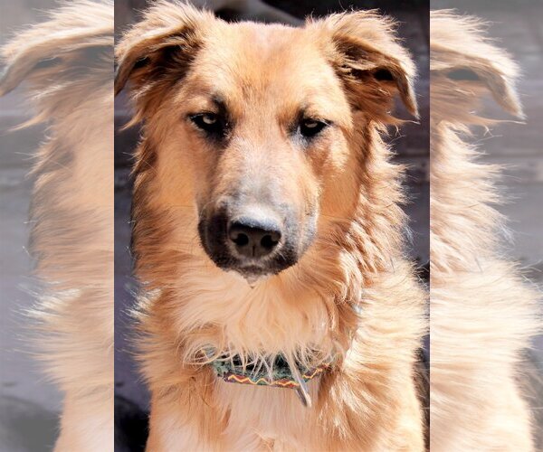 Medium Photo #3 Siberian Husky-Unknown Mix Puppy For Sale in Cedar Crest, NM, USA