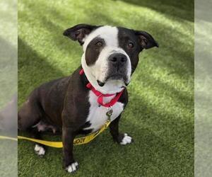 Mutt Dogs for adoption in Las Vegas, NV, USA