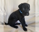Puppy Duke Daniff
