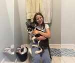 Small #11 Siberian Husky Mix