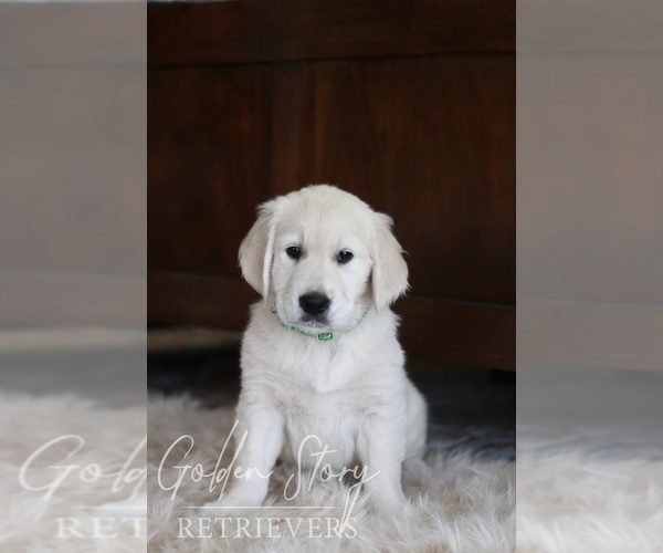 Medium Photo #3 English Cream Golden Retriever Puppy For Sale in BUCKEYE, AZ, USA