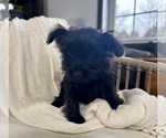 Small Photo #12 YorkiePoo Puppy For Sale in BREMEN, IN, USA