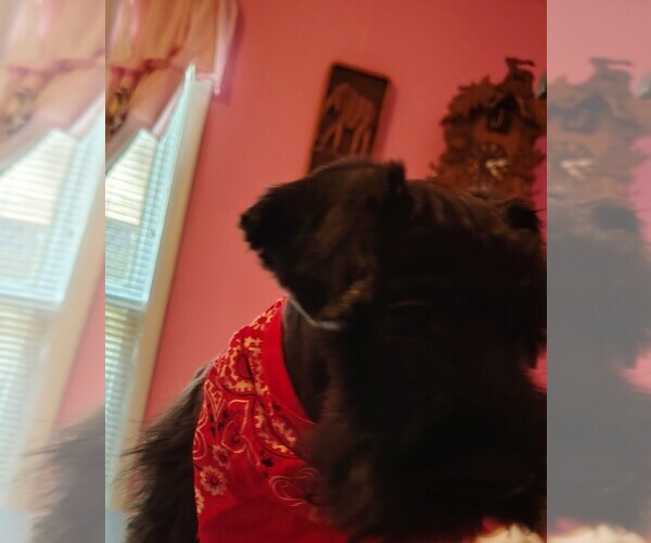 Medium Photo #12 Schnauzer (Miniature) Puppy For Sale in ENID, OK, USA