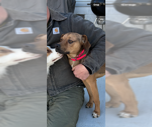 Puggle Dogs for adoption in Mt. Laurel, NJ, USA