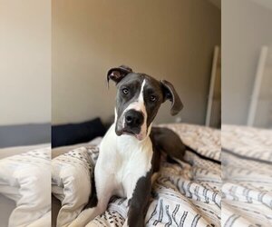 Dogo Argentino-Great Dane Mix Dogs for adoption in Bullard, TX, USA