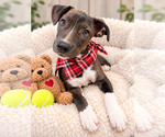 Dumpling - Male Border Collie-Chocolate Labrador retriever Mix Dog for Adoption - Small photo