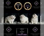 Small #6 Maltipoo