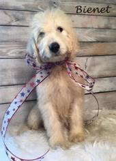 Goldendoodle Puppy for sale in DEMOPOLIS, AL, USA