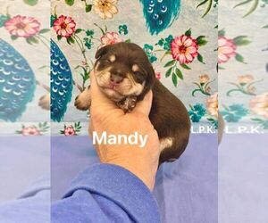 Schnauzer (Miniature) Puppy for sale in WINNSBORO, LA, USA