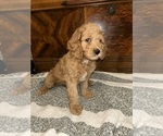 Puppy 1 Cock-A-Poo