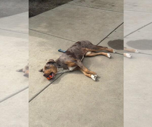 Medium Photo #2 Mutt Puppy For Sale in Lake Forest, CA, USA