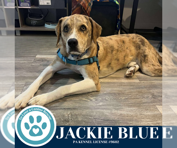 Medium Photo #4 Catahoula Leopard Dog-Unknown Mix Puppy For Sale in Kimberton, PA, USA