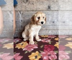 Small #27 Goldendoodle mix (+ Poodle Miniature)