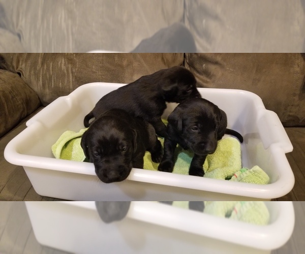 Medium Photo #1 Labrador Retriever Puppy For Sale in SAUK CENTRE, MN, USA