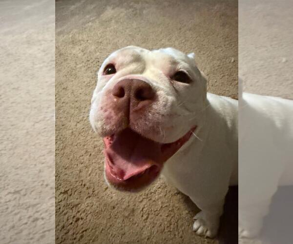 Medium Photo #2 Bulldog-Unknown Mix Puppy For Sale in Crete, IL, USA