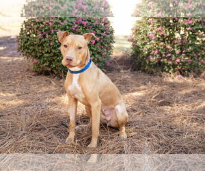 American Staffordshire Terrier-Unknown Mix Dogs for adoption in Holly Springs, NC, USA