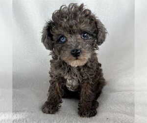 Poodle (Toy) Puppy for sale in ORO VALLEY, AZ, USA