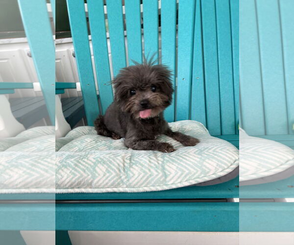 Medium Photo #1 Mutt Puppy For Sale in Pacolet, SC, USA