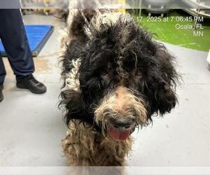 Labradoodle Dogs for adoption in Ocala, FL, USA
