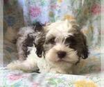 Small Photo #5 Havanese Puppy For Sale in PARKER, CO, USA