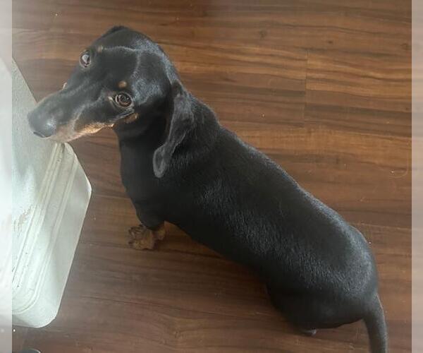 Medium Photo #4 Dachshund Puppy For Sale in Los Angeles, CA, USA