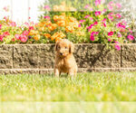 Small Photo #7 Goldendoodle Puppy For Sale in NAPPANEE, IN, USA