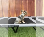Small Photo #24 French Bulldog Puppy For Sale in OCEANSIDE, CA, USA