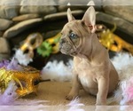 Small Photo #2 French Bulldog Puppy For Sale in PASO ROBLES, CA, USA