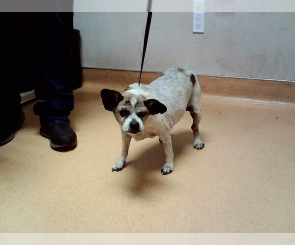 Medium Photo #1 Mutt Puppy For Sale in Martinez, CA, USA
