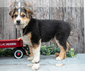 Medium Australian Cattle Dog-Miniature Australian Shepherd Mix