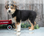 Puppy Buster Australian Cattle Dog-Miniature Australian Shepherd Mix