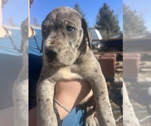 Daniff Puppy for Sale in MONTROSE, Colorado USA