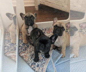 French Bulldog Litter for sale in WEST CHESTER, PA, USA