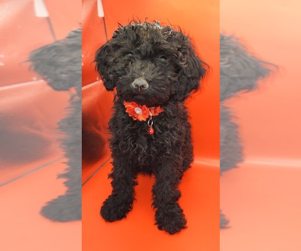 Medium Photo #6 Poodle (Miniature) Puppy For Sale in BLUE MOUND, TX, USA