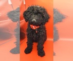 Puppy Puppy 2 Poodle (Miniature)