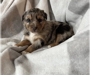 Australian Shepherd Puppy for sale in SPRINGDALE, WA, USA