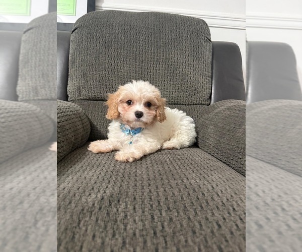 Medium Photo #1 Cavapoo (Toy) Puppy For Sale in JEFFERSONVILLE, IN, USA