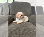 Small Cavapoo (Toy)