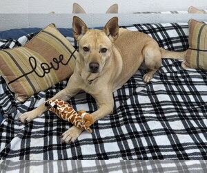 Groot - Male Shepradors Dog for Adoption - Photo #3