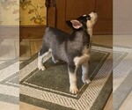 Small Photo #7 Siberian Husky Puppy For Sale in BURLINGTON, WI, USA