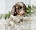 Small #14 Dachshund
