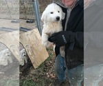 Small Photo #9 Great Pyrenees Puppy For Sale in MOUNT VERNON, IL, USA